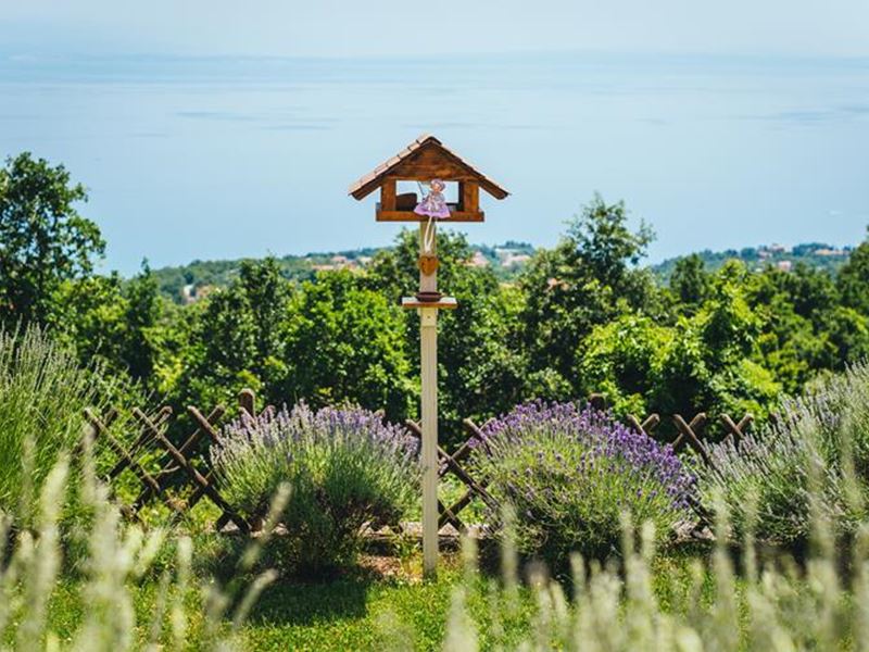 Apartment Lavanda