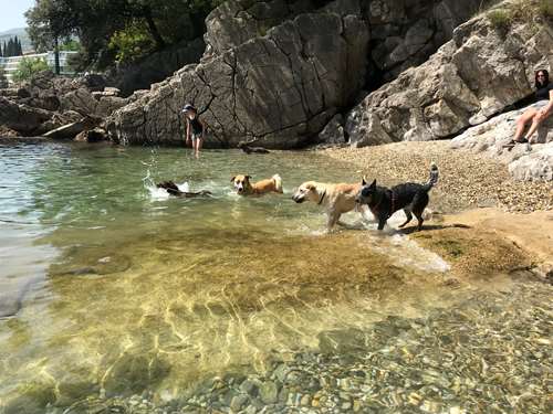 La spiaggia per cani ad Abbazia 